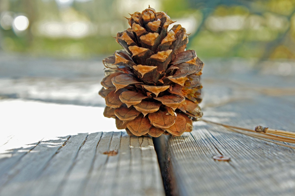 DOF practice pine cone by dmdfday