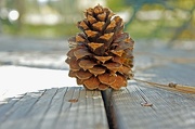 7th Oct 2012 - DOF practice pine cone