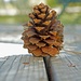 DOF practice pine cone by dmdfday