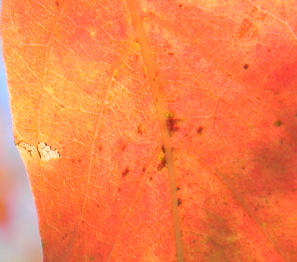 Close-up of Red-Orange Leaf 10.6.12 by sfeldphotos