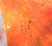 6th Oct 2012 - Close-up of Red-Orange Leaf 10.6.12