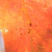 Close-up of Red-Orange Leaf 10.6.12 by sfeldphotos