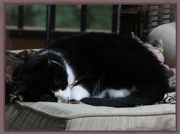 7th Oct 2012 - Cat Nap