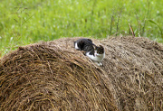 7th Oct 2012 - Hay there!