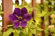 4th Oct 2012 -  Last clematis for the year.