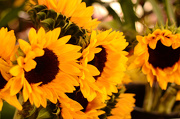 5th Oct 2012 - Always room for sunflowers