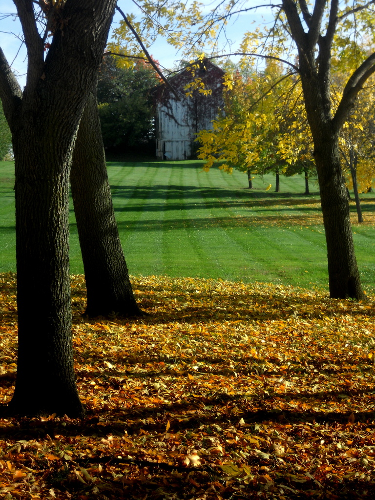 Autumn Leaves and Sunset  by yentlski