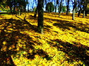 1st Oct 2012 - Shadows On Gold