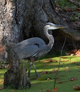 7th Oct 2012 - Great blue heron, one of the majestic birds in residence at Magnolia Gardens, Charleston, SC