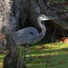 Great blue heron, one of the majestic birds in residence at Magnolia Gardens, Charleston, SC by congaree
