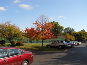 5th Oct 2012 - Maple tree