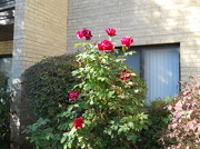 6th Oct 2012 - Autumn roses, again