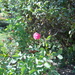A pink autumn rose by kchuk