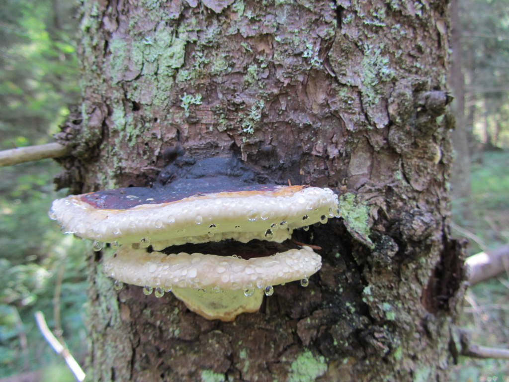Red Banded Polypore (Fomitopsis pinicola) IMG_2724 by annelis