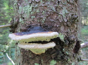 26th Aug 2012 - Red Banded Polypore (Fomitopsis pinicola) IMG_2724