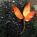 Leaves and drops by boxplayer