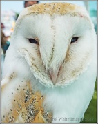 8th Oct 2012 - Barn Owl