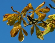 8th Oct 2012 - Horse Chestnut Leaves in Autumn