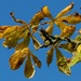 Horse Chestnut Leaves in Autumn by if1