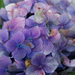 Purple Hydrangea by kwind