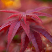 8th Oct 2012 - Red Maple