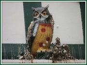 8th Oct 2012 - Owl and his accompaniments