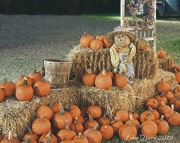 9th Oct 2012 - More Pumpkins
