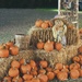 More Pumpkins by lynne5477