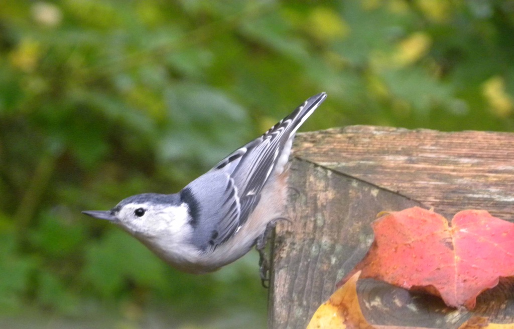 Nuthatch by sunnygreenwood