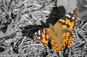 7th Oct 2012 - If if has to be a Painted Lady…