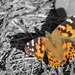 If if has to be a Painted Lady… by rhoing