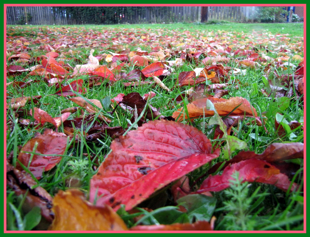 Fallen leaves by busylady