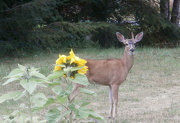 9th Oct 2012 - deer sunflower
