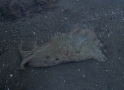 9th Oct 2012 - Sea Snail