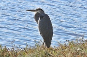 8th Oct 2012 - Great Blue Heron (best viewed large)