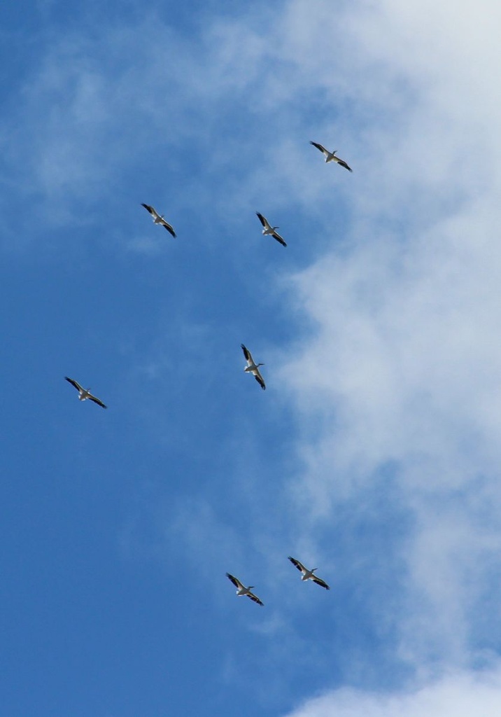 Pelicans in Flight by melinareyes