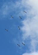 2nd Oct 2012 - Pelicans in Flight