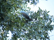 8th Oct 2012 - Squirrely