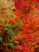 7th Oct 2012 - Autumn's Brilliance