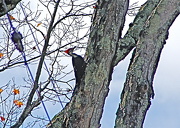 6th Oct 2012 - Pileated Woodpecker