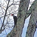 Pileated Woodpecker by rob257