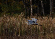 7th Oct 2012 - Great Blue Heron