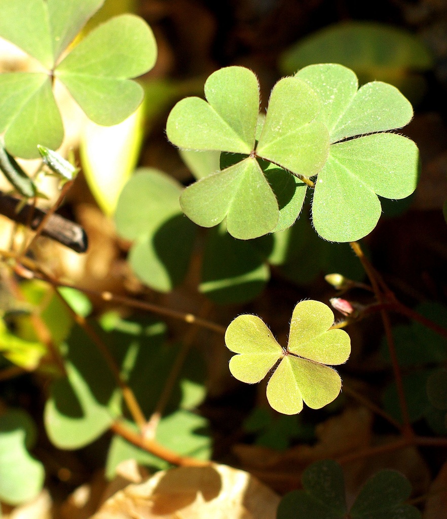 (Day 237) - Double Clover by cjphoto