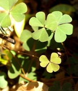 7th Oct 2012 - (Day 237) - Double Clover