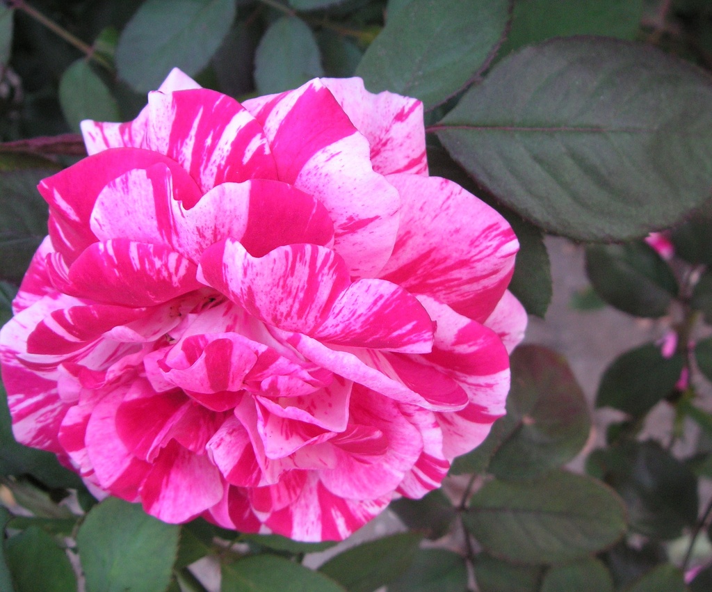 BiColor Rose by pasadenarose