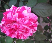 8th Oct 2012 - BiColor Rose