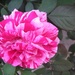 BiColor Rose by pasadenarose