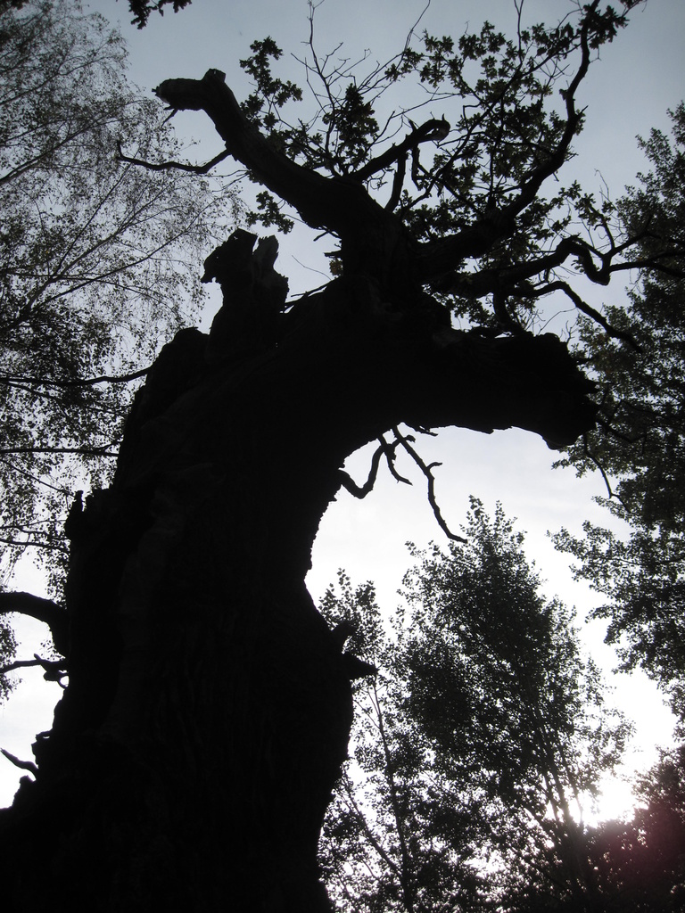 old oak tree by mariadarby