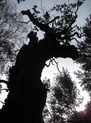 9th Oct 2012 - old oak tree