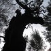 old oak tree by mariadarby